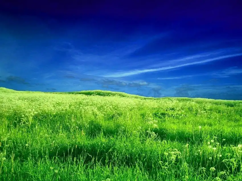 Green Grass Field With Sky Background HDDownload