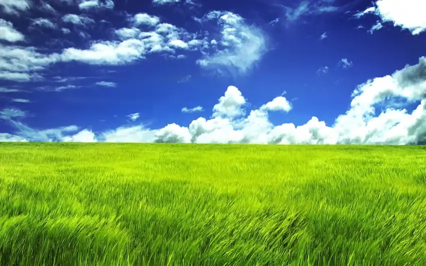 Green Grass Field With Sky Background HDDownload