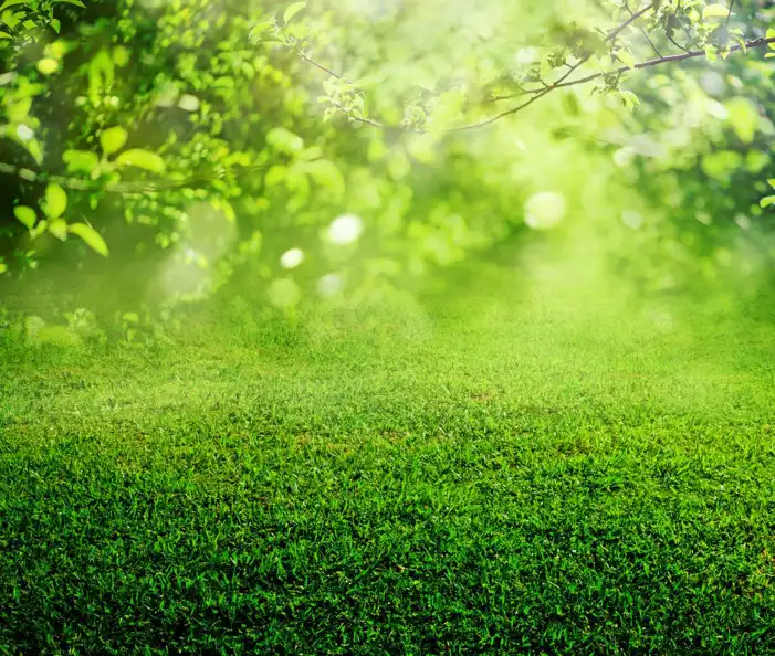 Green Grass Leaf Background HD Images Free