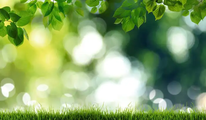 Green Grass Leaf Background HD Images Free