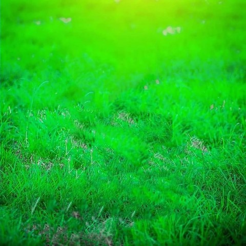 Green Grass Snapseed Background Full Hd