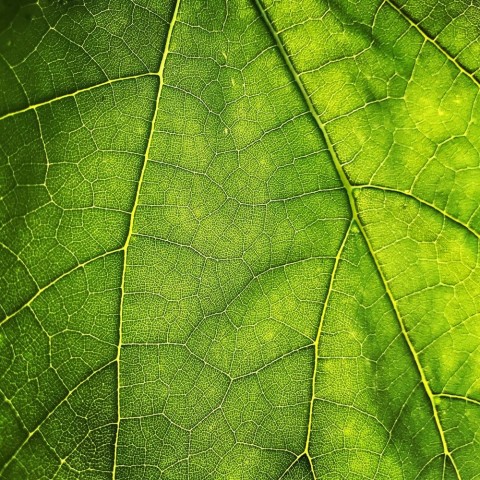 Green Leaf Texture HD Background Wallpaper