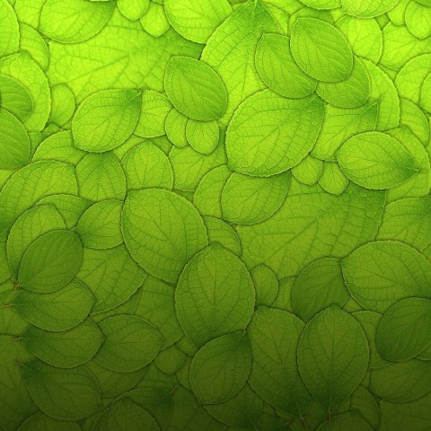 Green Leaf Texture HD Background Wallpaper