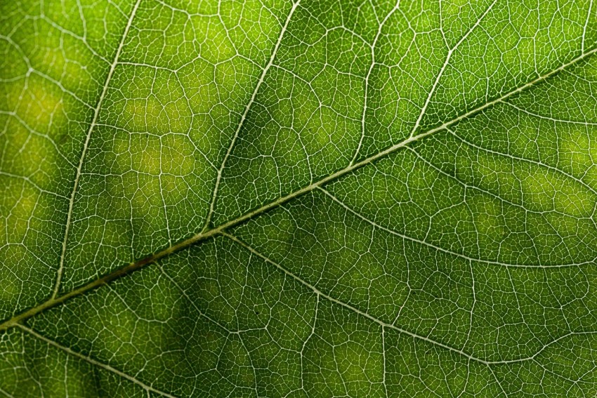 Green Leaf Texture HD Background Wallpaper