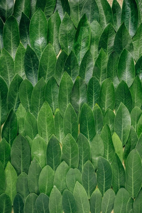 Green Leaf Texture HD Background Wallpaper