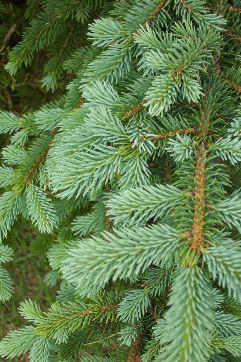 Green Leaves Pine Tree Background HD Download