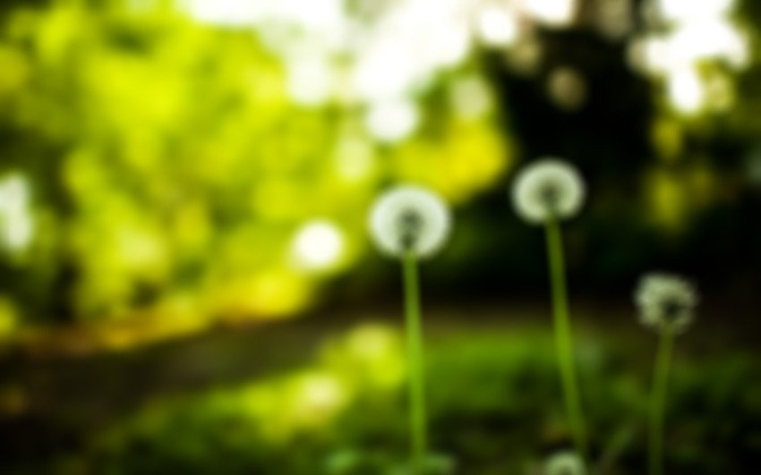 Green Nature Blur DSLR Picsart Background Full HD Download