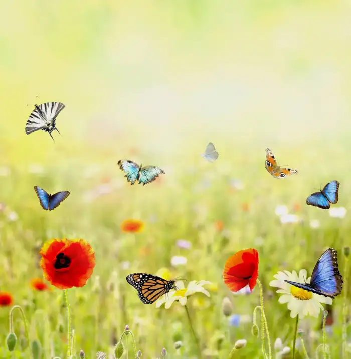 Green Nature Butterfly With Flowers Background HD Images