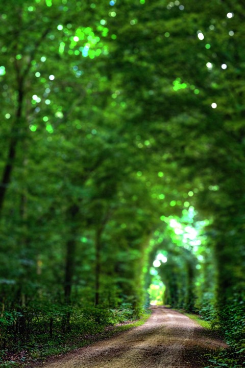 Green Nature Garden CB  Background HD Download