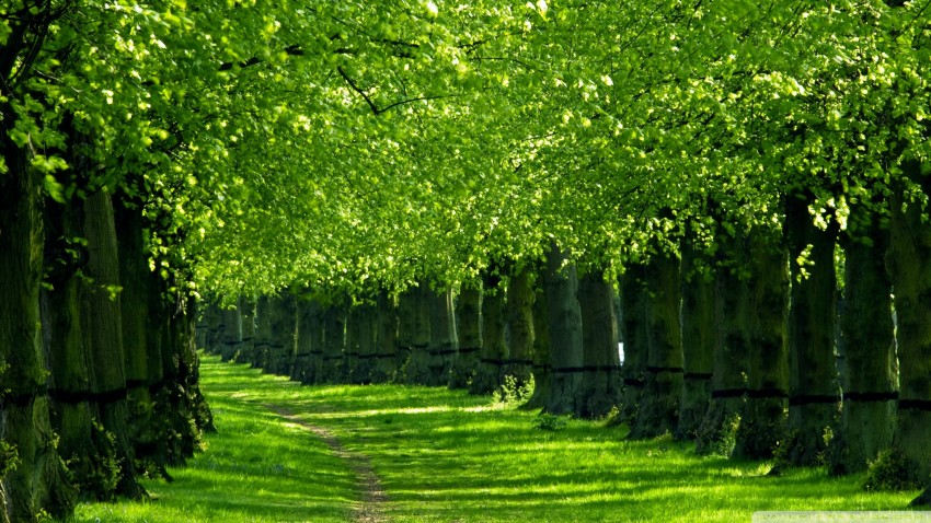 Green Nature Tree Background Wallpaper HD Download