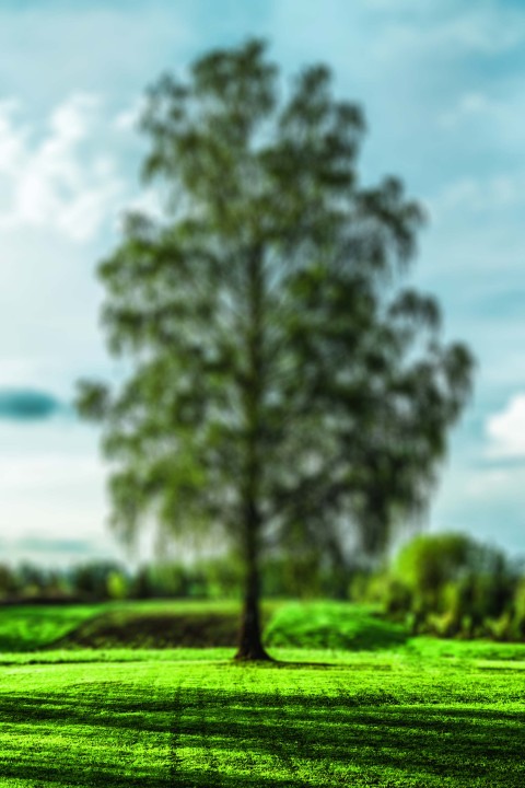 Green Nature Tree CB Picsart Background HD Download