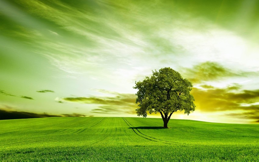 Green Nature Tree Forest Background HD Download