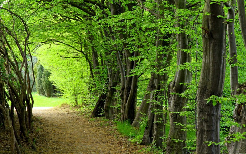 Green Nature Tree Forest Background HD Download