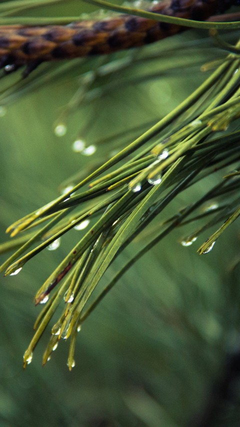 Green Pine Tree Background HD Images Download