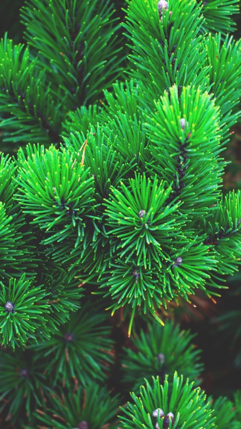 Green Pine Tree Background HD Images Download