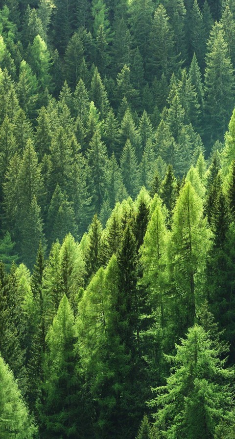 Green Pine Tree Background HD Images Download