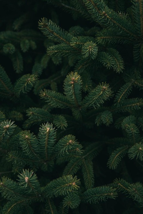 Green Pine Tree Background HD Images Download