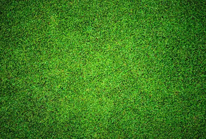 Green Real Grass Field Editing Background HD Images Free