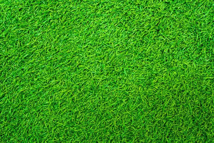 Green Real Grass Field Editing Background HD Images Free