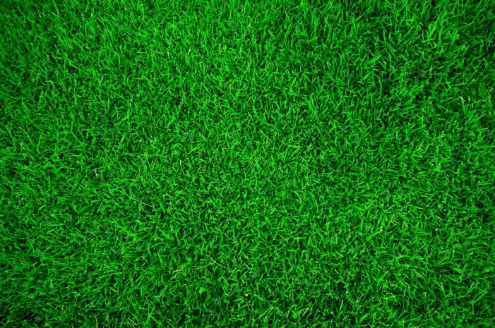 Green Real Grass Field Editing Background HD Images Free