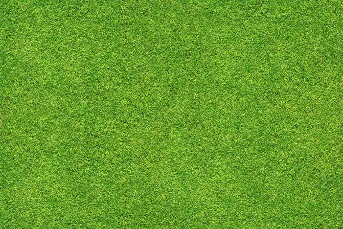 Green Real Grass Field Editing Background HD Images Free