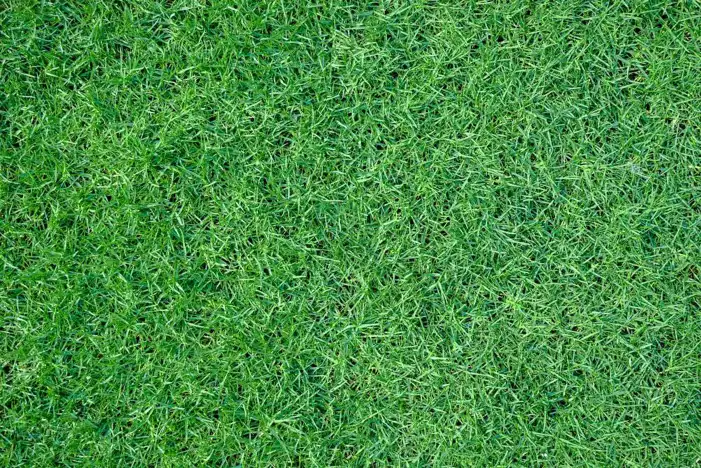 Green Real Grass Field Editing Background HD Images Free