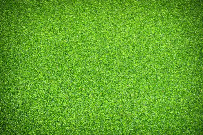 Green Real Grass Field Editing Background HD Images Free