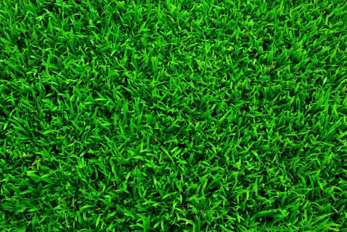 Green Real Grass Field Editing Background HD Images Free