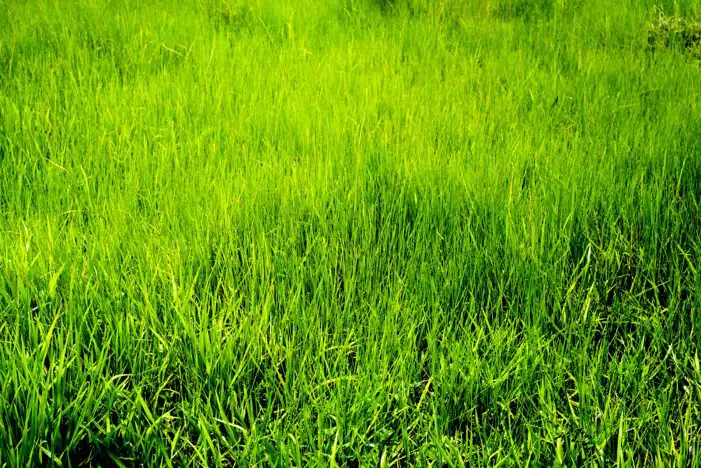 Green Real Grass Field Editing Background HD Images Free