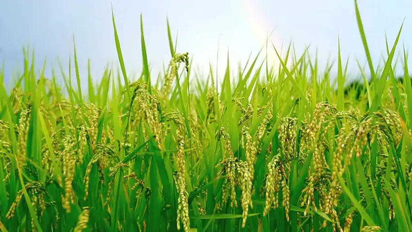 Green Rice Field Background HD Download Free