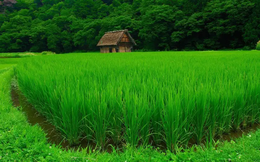 Green Rice Field Background HD Download Free