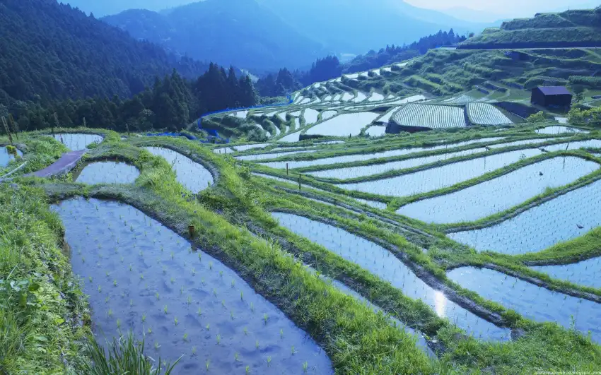 Green Rice Field Background HD Download Free