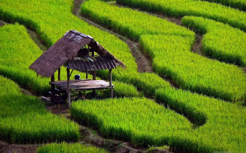 Green Rice Field Background HD Download Free