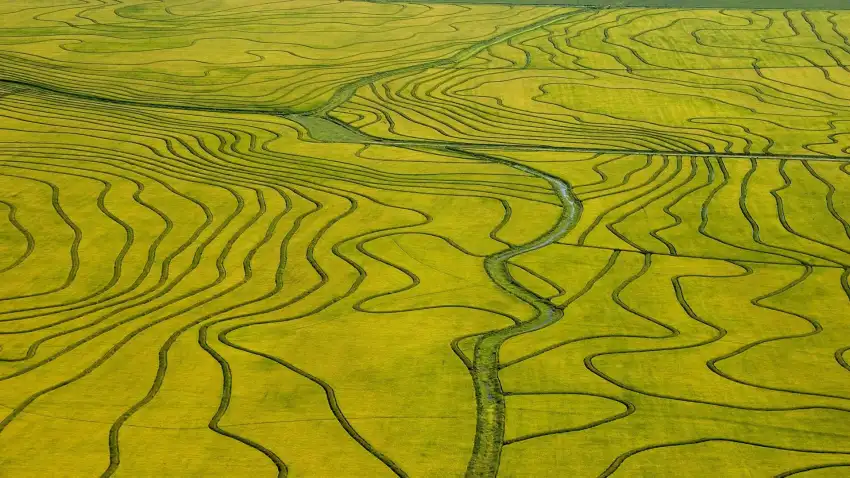 Green Rice Field Background HD Download Free