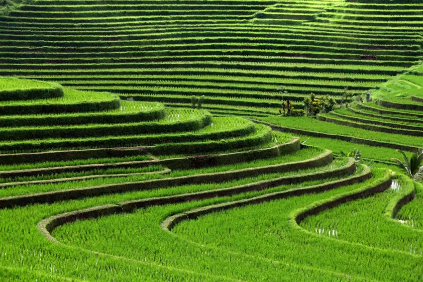 Green Rice Field Background HD Download Free