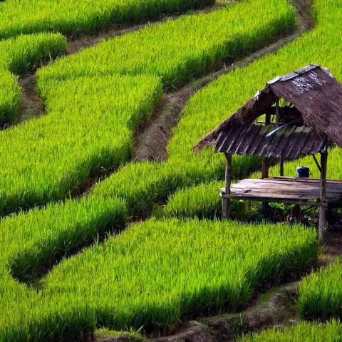 Green Rice Field Background HD Download Free