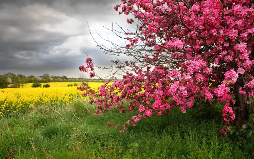 Green Spring Field Background HD Download