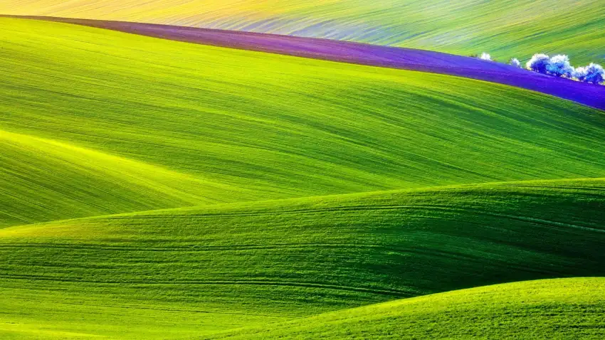 Green Spring Field Background HD Download