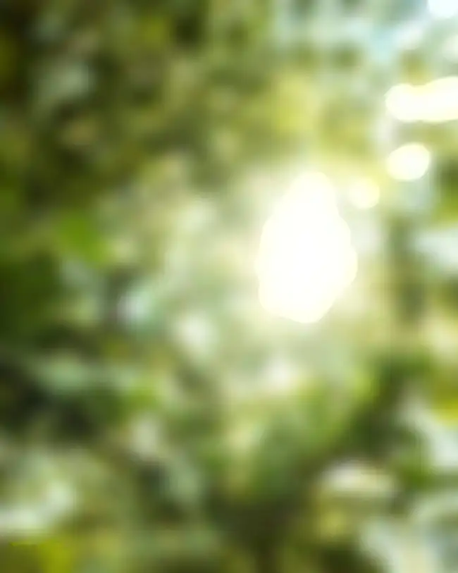 Green Sunset Tree Blur CB Background HD Download