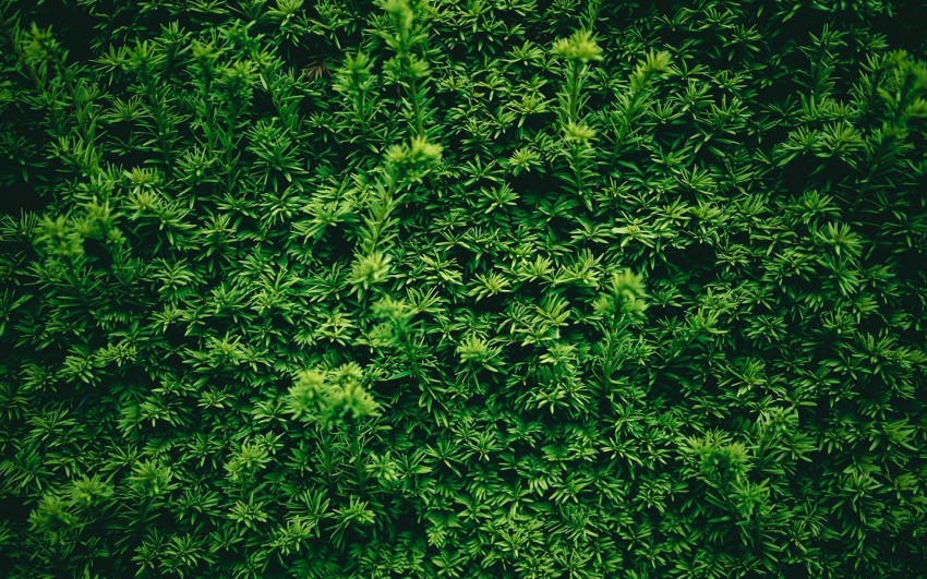 Green Texture Background Wallpaper HD