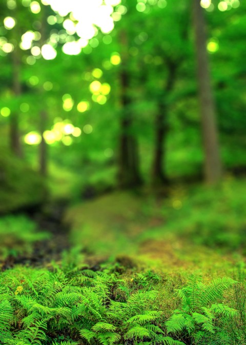 Green Tree Blur CB  Editing Background HD Download