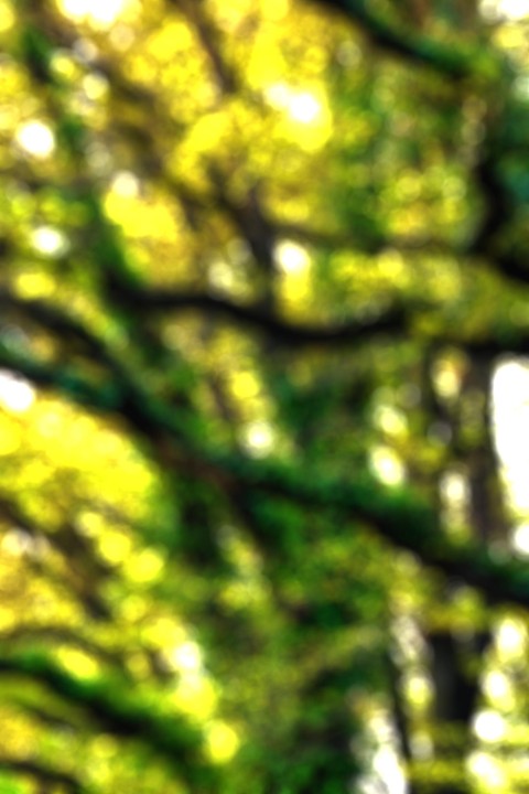 Green Tree Blur CB  Editing Background HD Download