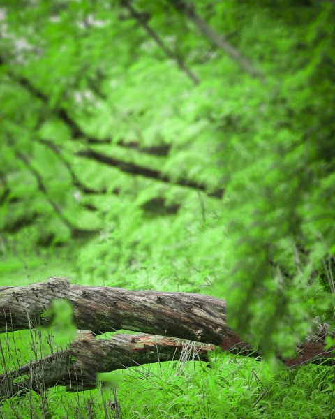 Green Tree CB Background Full Hd