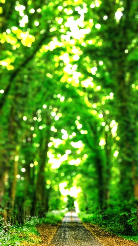 Green Tree Forest CB Picsart Background Full HD Download