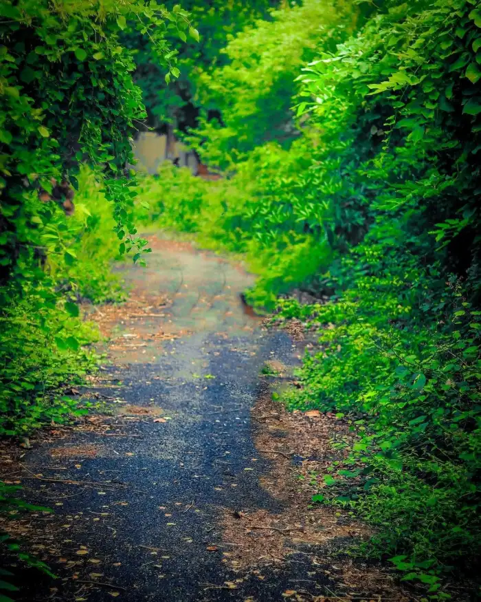 Green Tree Nature Snapseed Editing Background HD