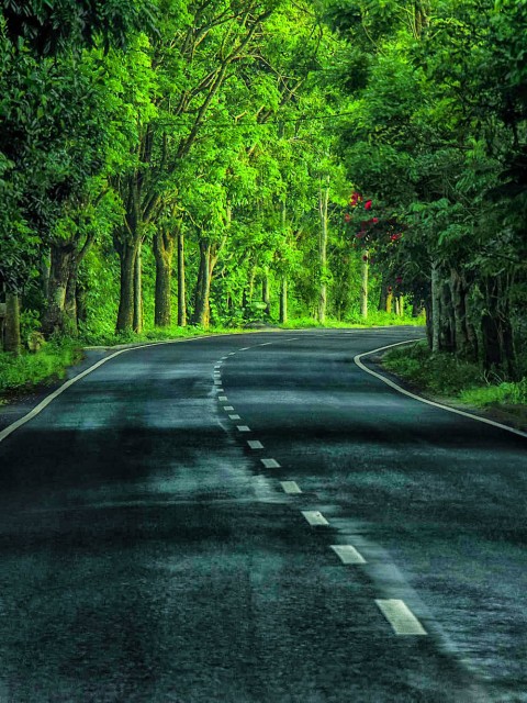 Green Tree  Road Editing Background  Full HD   Download Free