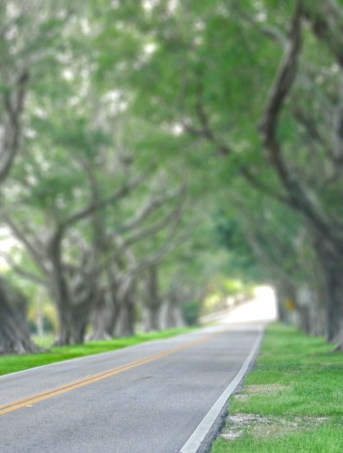 Green Tree Road  Picsart Editing Background HD Download