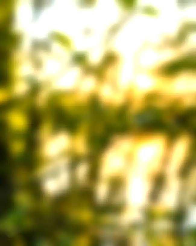 Green Tree Sunset Blur CB Background HD For Light Room Download