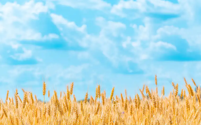 Green Wheat Field Background Full HD Download Free