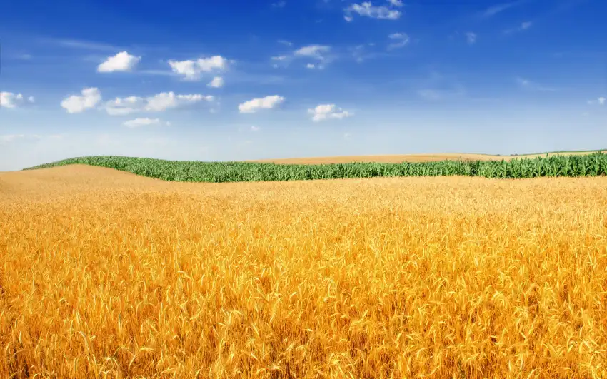 Green Wheat Field Background Full HD Download Free